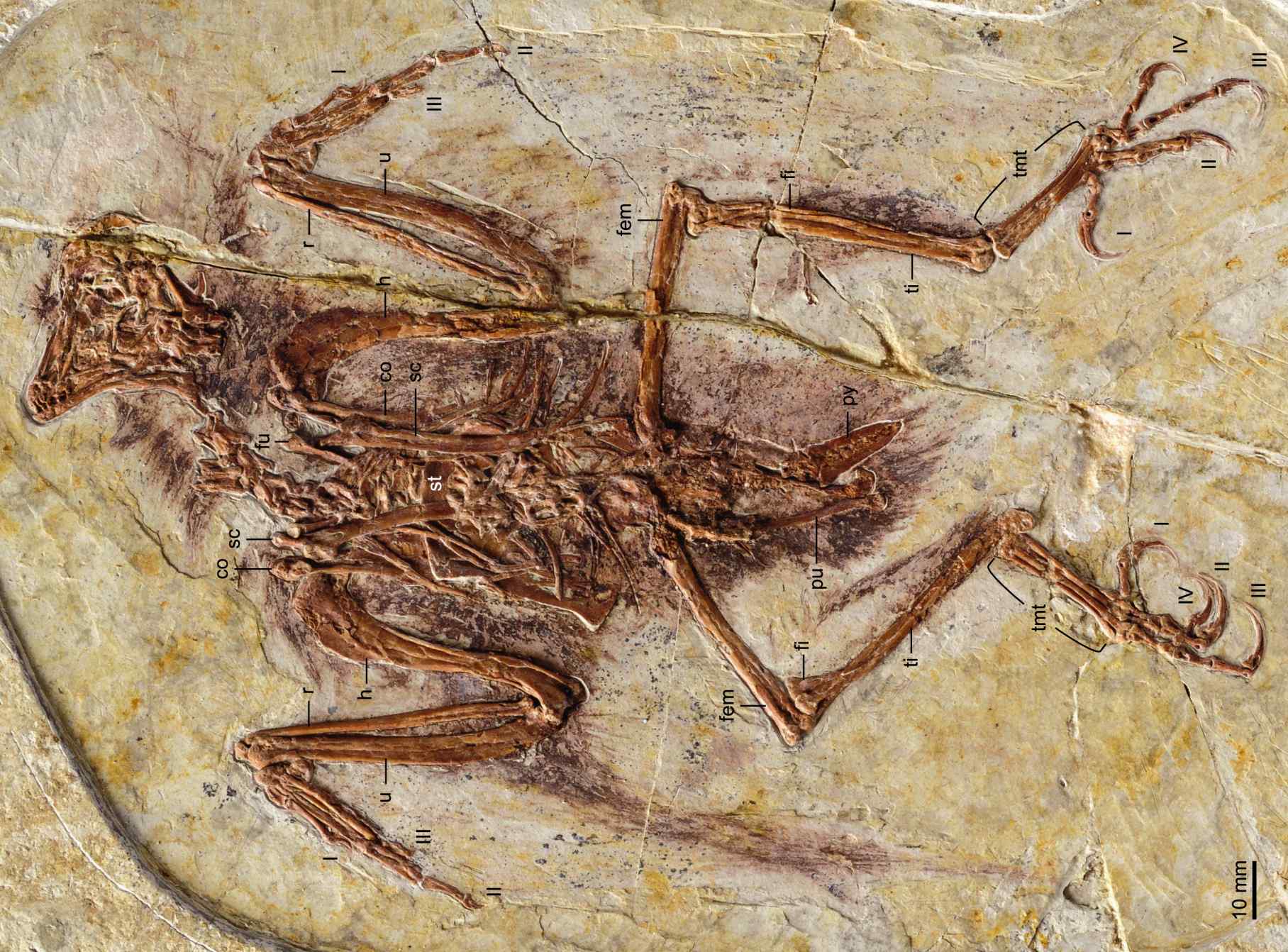 Spécimen fossile d'un bohaiornithidé (Zhouornis hani)