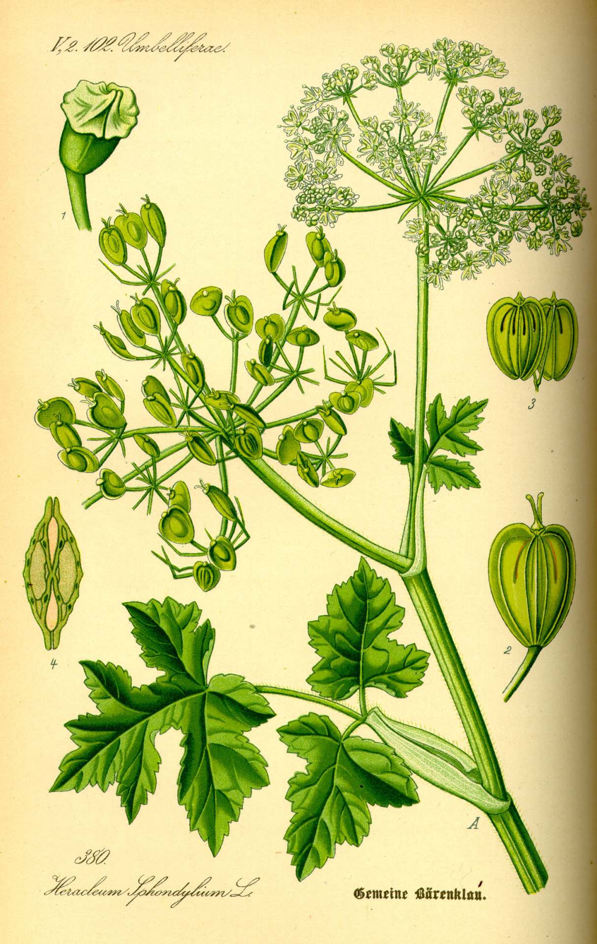 Ilustracja przedstawiająca strąki nasion silphium (znanego również jako silphion) w kształcie serca.