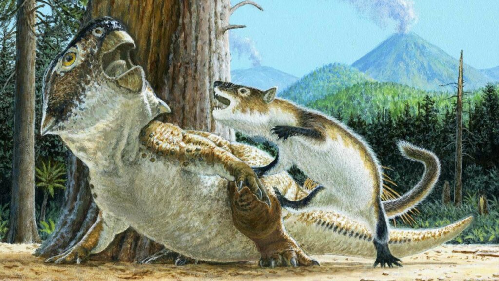Ongebruikelijk fossiel toont zeldzaam bewijs van een zoogdier dat een dinosaurus aanvalt 3