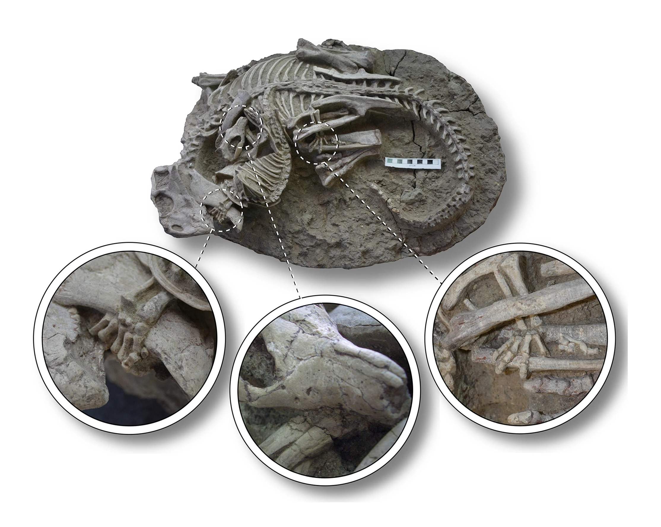 Ongebruikelijk fossiel toont zeldzaam bewijs van een zoogdier dat een dinosaurus aanvalt 1