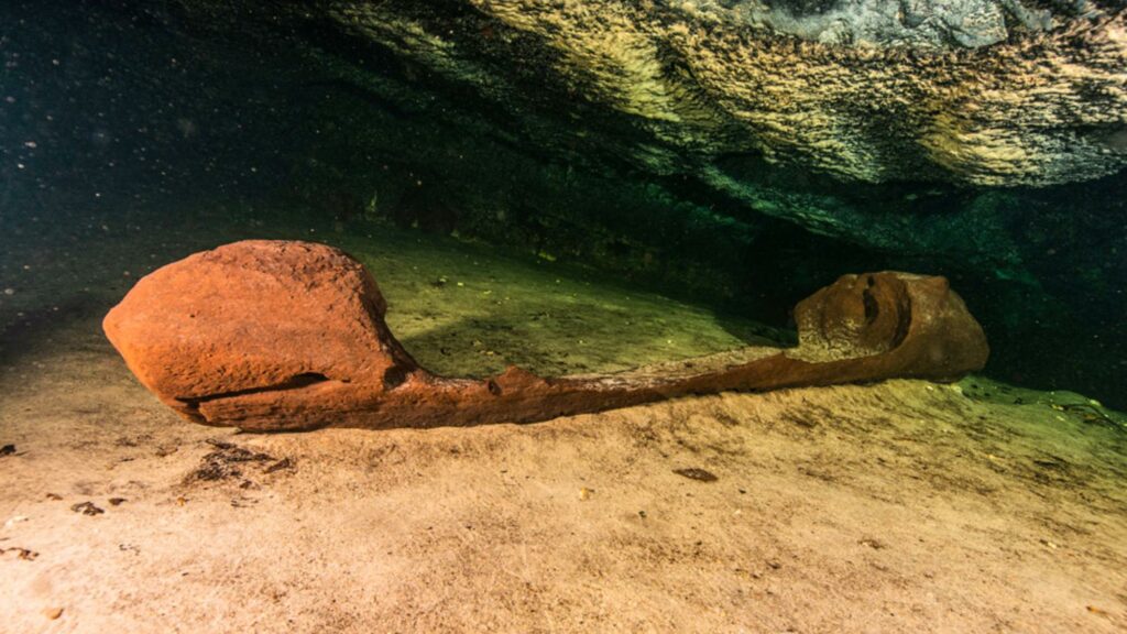 Maya canoe surrounded by animal and human bones