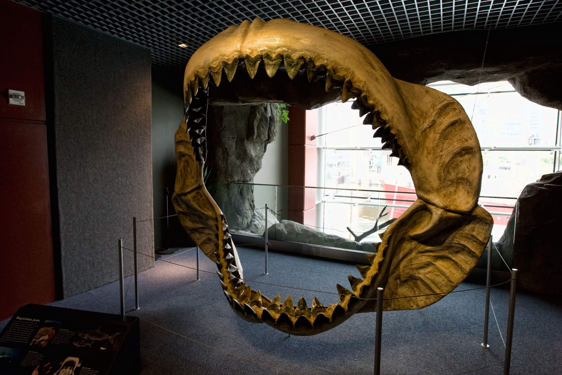အမေရိကန်၊ Baltimore ရှိ National Aquarium တွင် Megalodon မေးရိုးပြသထားသည်။