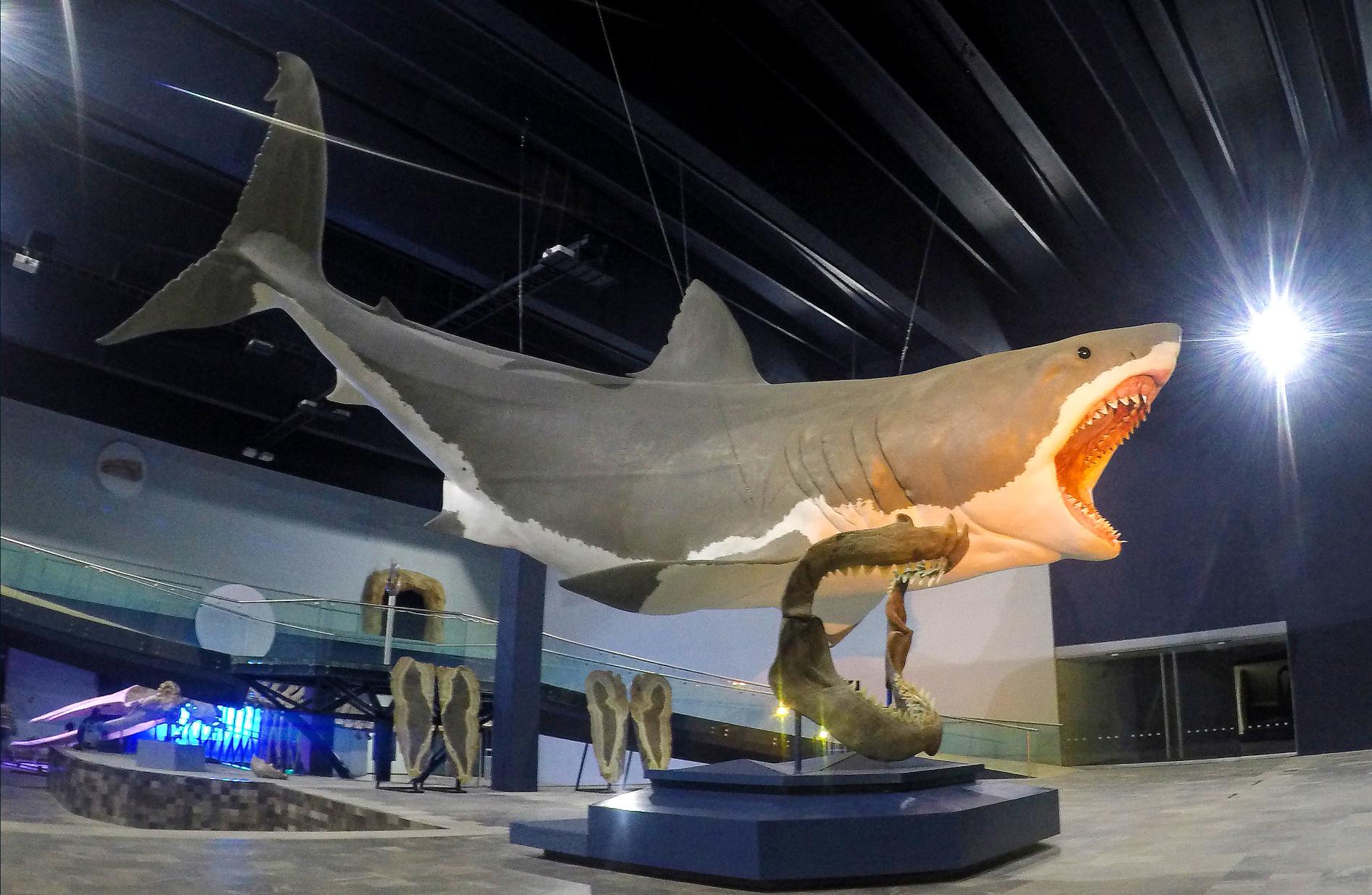 Representación artística de un tiburón megalodón de 16 metros de largo en el Museo de la Evolución, Puebla, México.