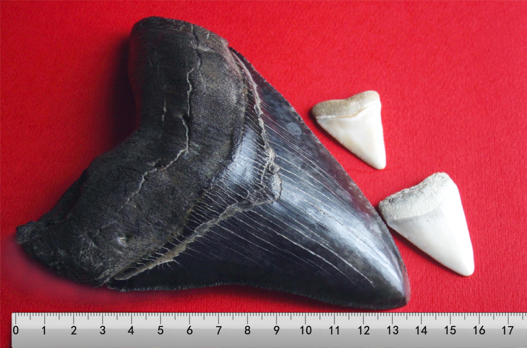 Dente di megalodonte con due grandi denti di squalo bianco e con un righello per vedere le dimensioni Il righello disegnato al computer da 36 cm.