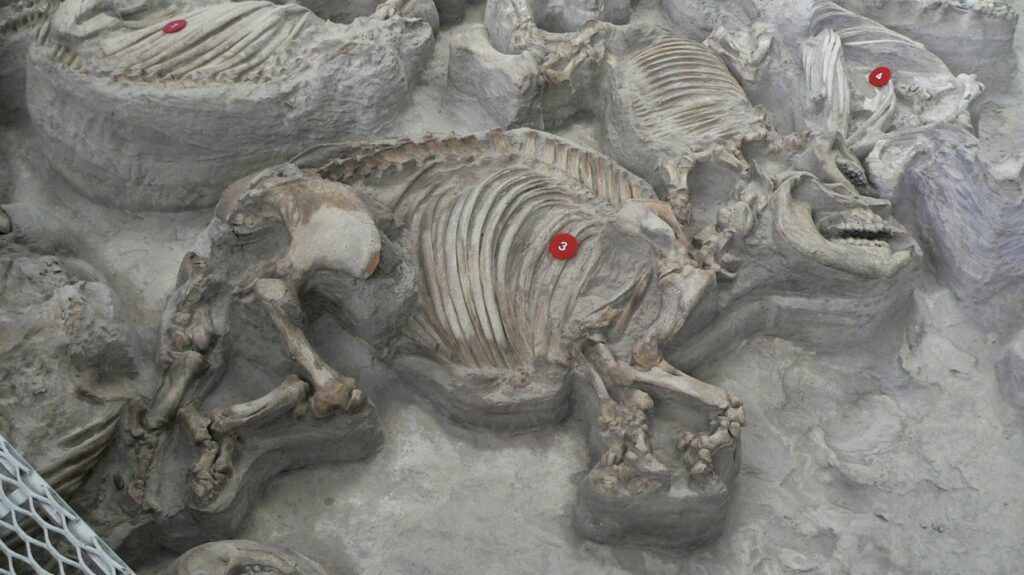 Nebraska 1'de eski bir kül yatağında bulunan yüzlerce iyi korunmuş tarih öncesi hayvan
