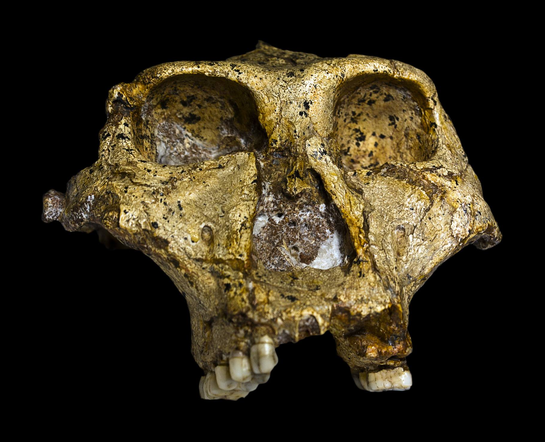 El cráneo original completo (sin mandíbula) de un Paranthropus robustus de 1,8 millones de años (SK-48 Swartkrans (26°00'S 27°45'E), Gauteng), descubierto en Sudáfrica. Colección del Museo Transvaal, Northern Flagship Institute, Pretoria Sudáfrica.
