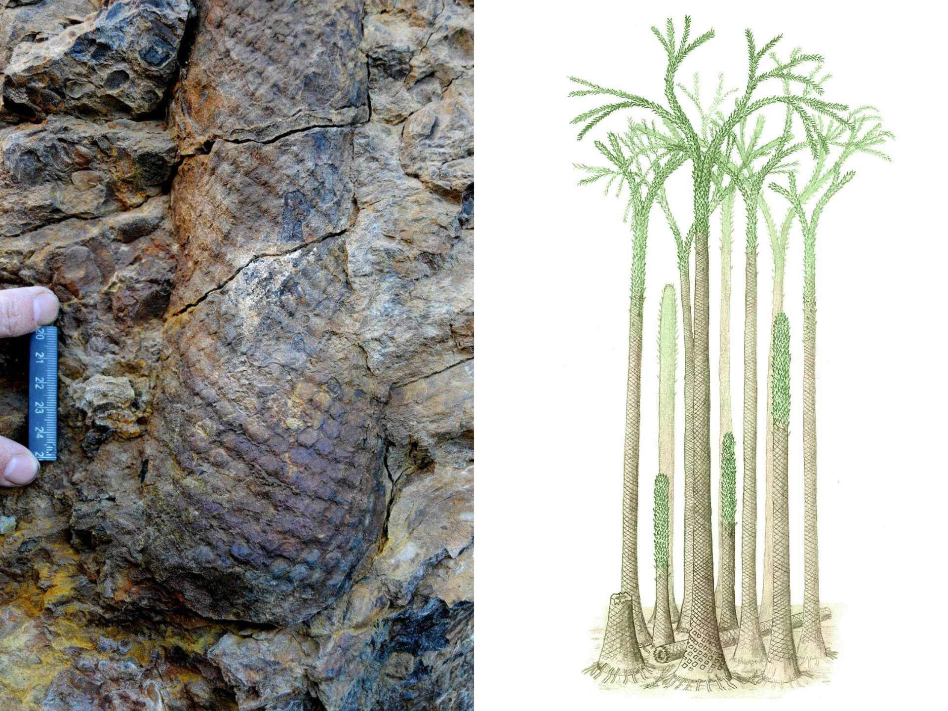 Teilweiser Baumstamm mit erhaltener Basis am Standort in Spitzbergen (links) und eine Rekonstruktion des Aussehens des alten Waldes vor 380 Millionen Jahren (rechts)