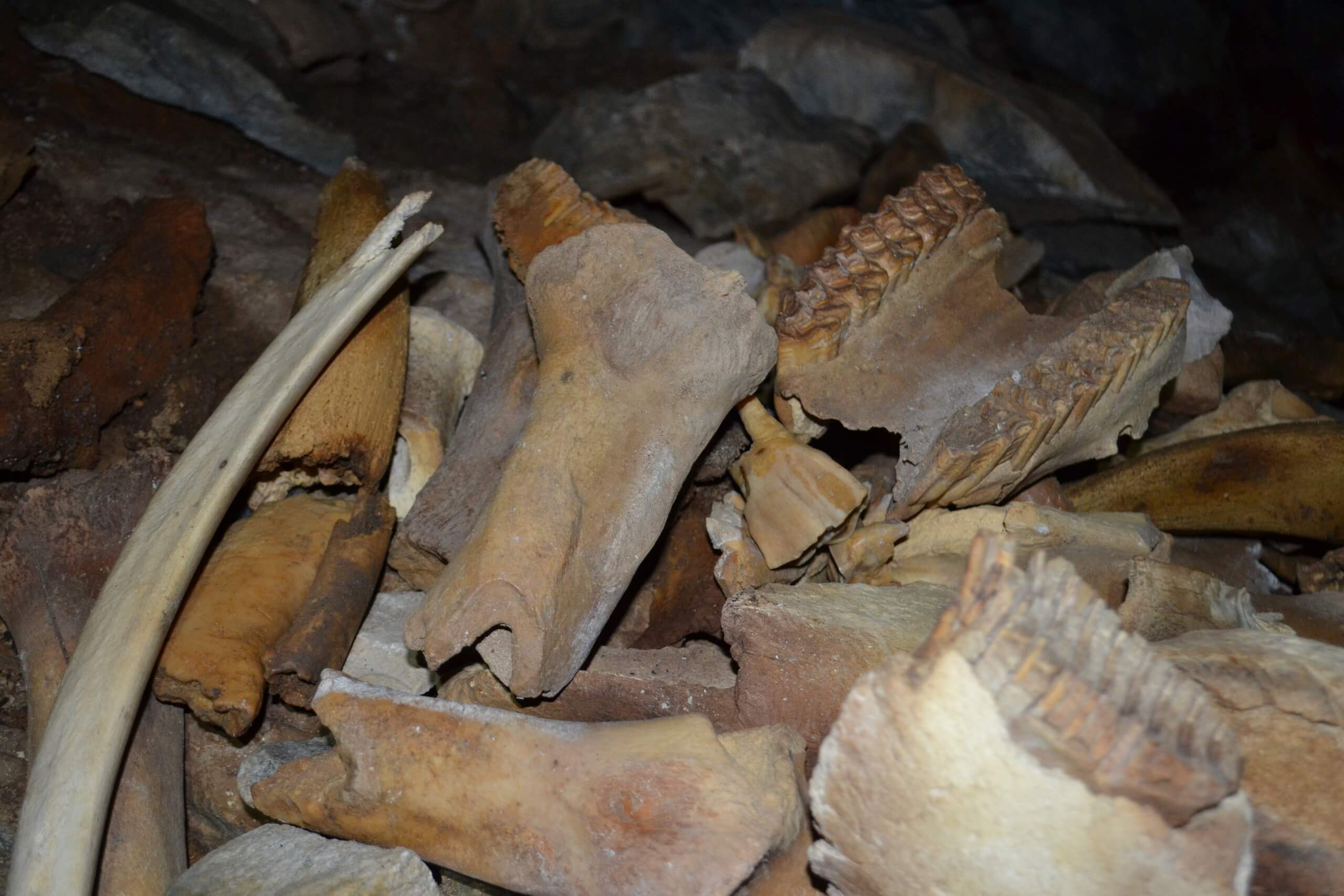 Knoglerne fundet inde i hulen i Sibirien går 42,000 år tilbage. (Billedkredit: VS Sobolev Institut for Geologi og Mineralogi)