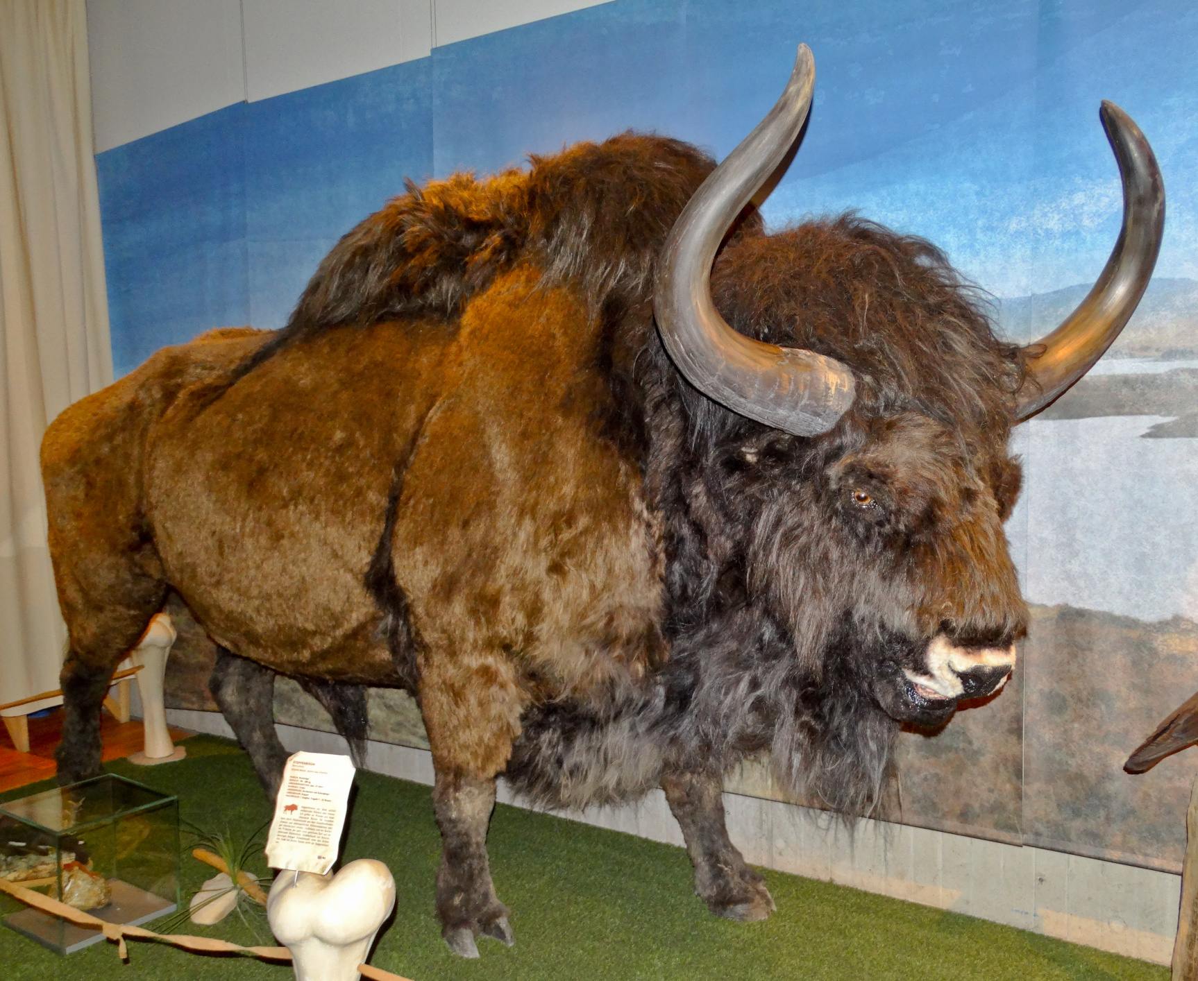 Stepes bizona (Bos priscus) rekonstrukcija Neandertāliešu muzejā