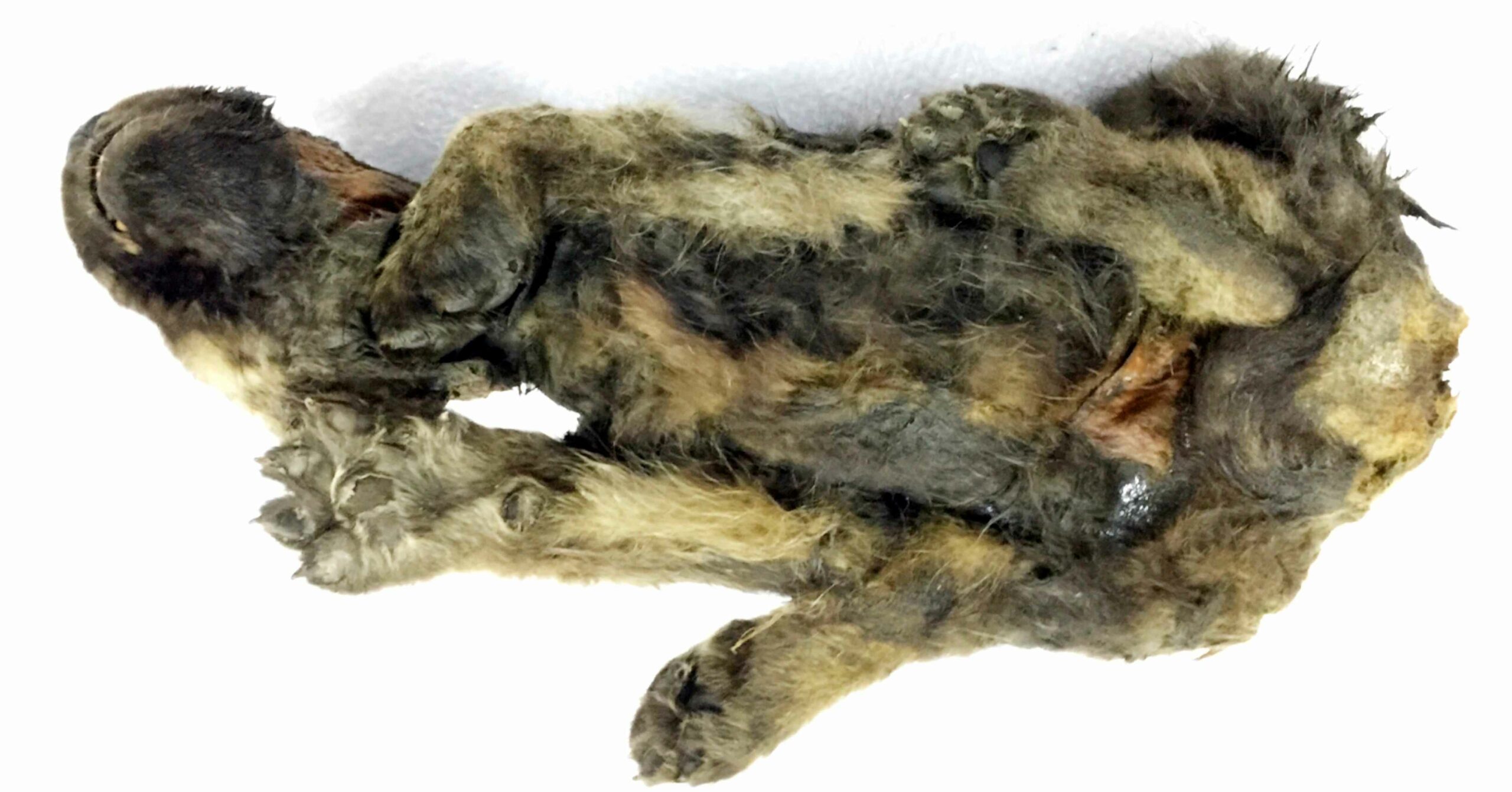 Dogor - Siberian permafrost 18,000 တွင် စုံလင်စွာ ထိန်းသိမ်းထားသော အသက် 2 အရွယ် ခွေးကလေး