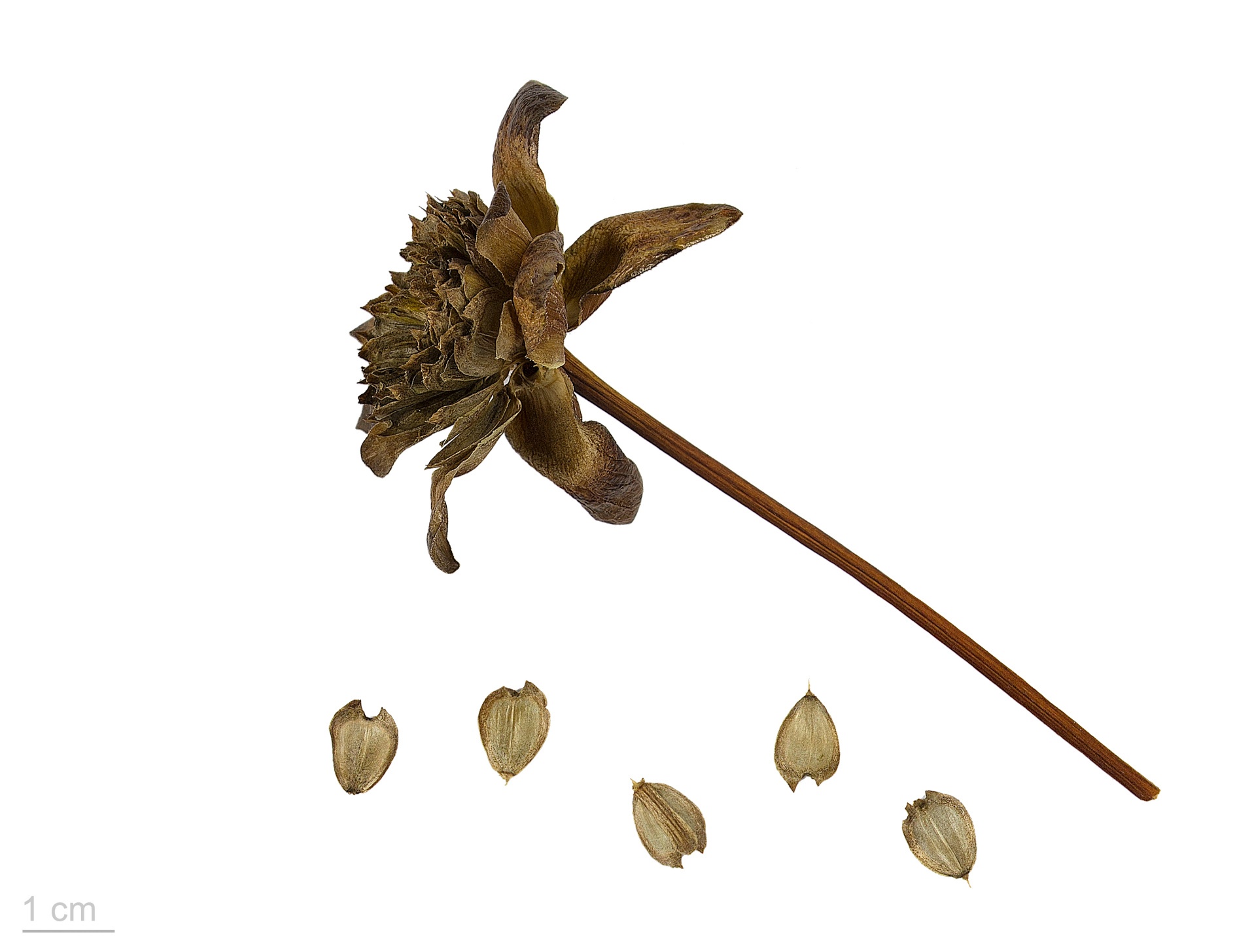 Silphium, una planta perdida hace mucho tiempo con una rica historia de proporciones míticas, era un tesoro preciado del mundo antiguo.