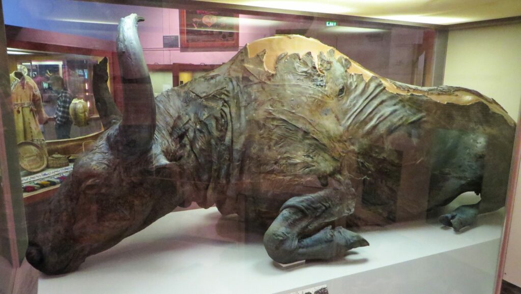 Blue Babe: A 36,000-year-old incredibly preserved carcass of a male steppe bison embedded in permafrost in Alaska 3