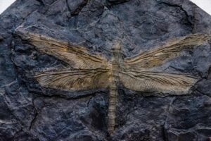 The Largest Insect Ever Existed Was A Giant 'dragonfly'