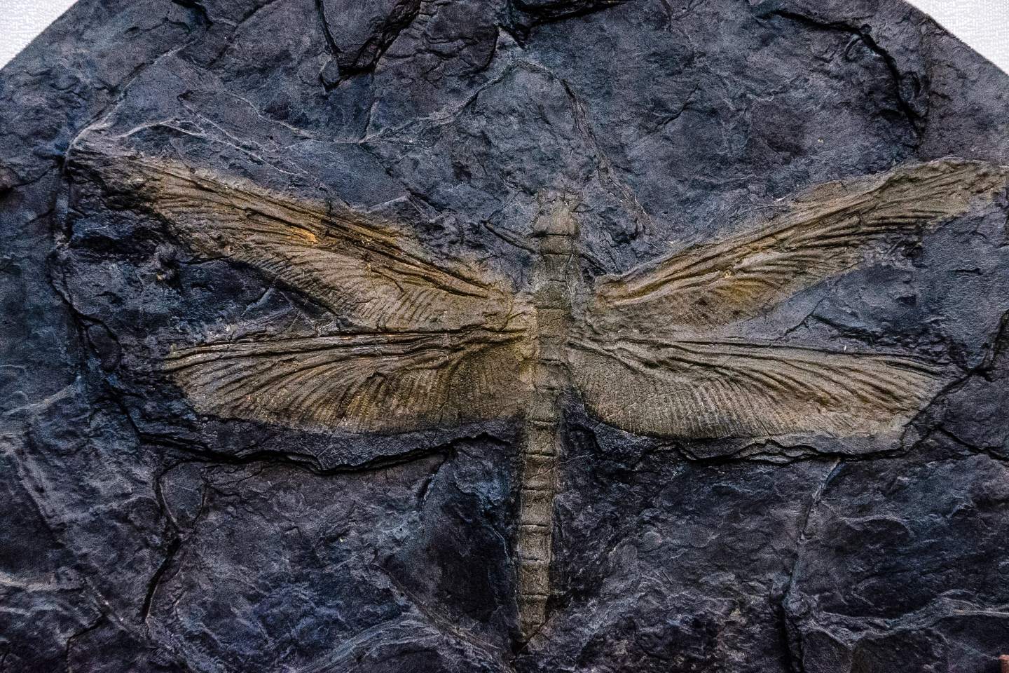 The largest insect ever existed was a giant 'dragonfly' 2