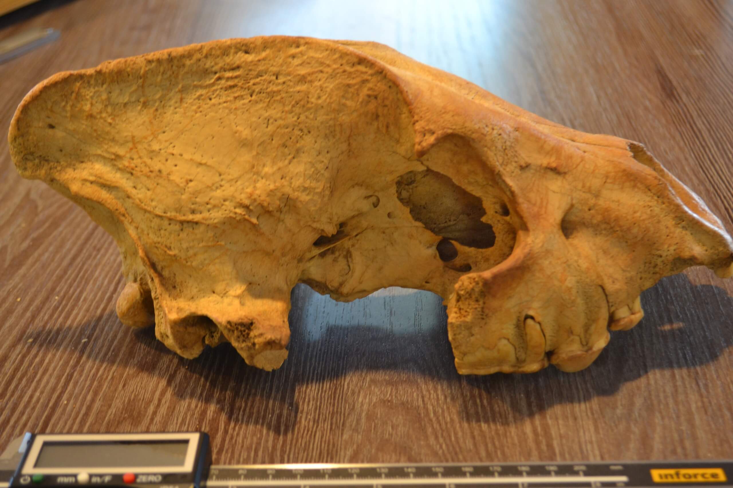 Le crâne d'une hyène des cavernes trouvé à l'intérieur de la grotte sibérienne. (Crédit image : Institut de géologie et de minéralogie VS Sobolev)
