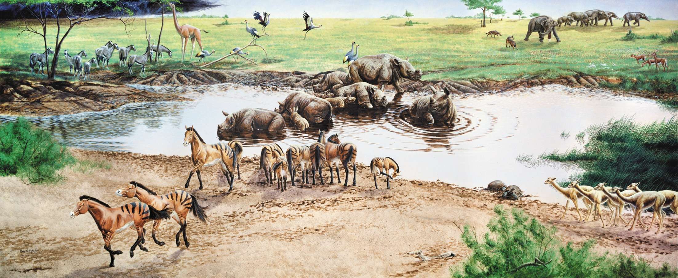 Cientos de animales prehistóricos bien conservados encontrados en un antiguo lecho de cenizas en Nebraska 2