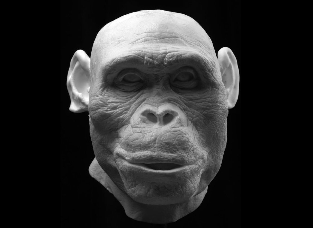 Wajah-wajah hominid purba dihidupkan secara terperinci 4