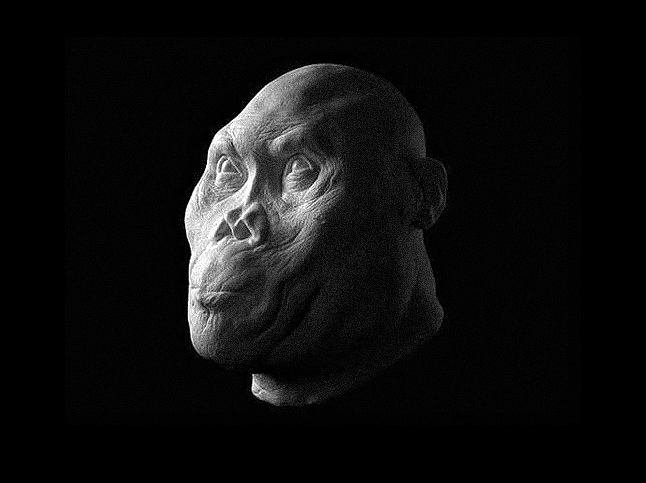 Les visages d'anciens hominidés prennent vie avec des détails remarquables 1