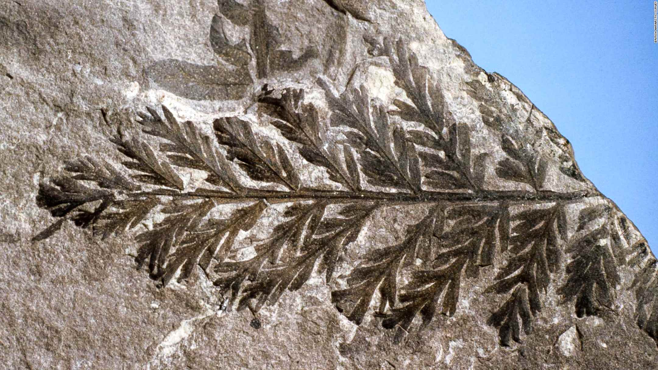 Ua ʻike nā kānaka ʻepekema i nā hōʻike hou aʻe o ke ola o nā mea kanu ma ka ʻāina, me kēia fern fossilized mai ka British Antarctic Survey (BAS) fossil collection.