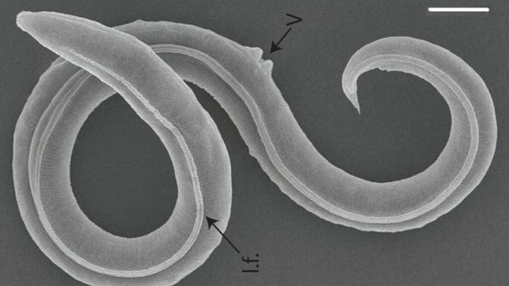 Древниот сибирски црв оживеал по 46,000 години и почнал да се размножува! 5
