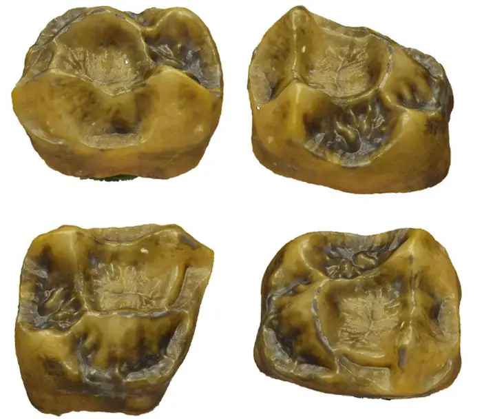 Prehistoric teeth fossils dating back 9.7 million years could rewrite human history 2
