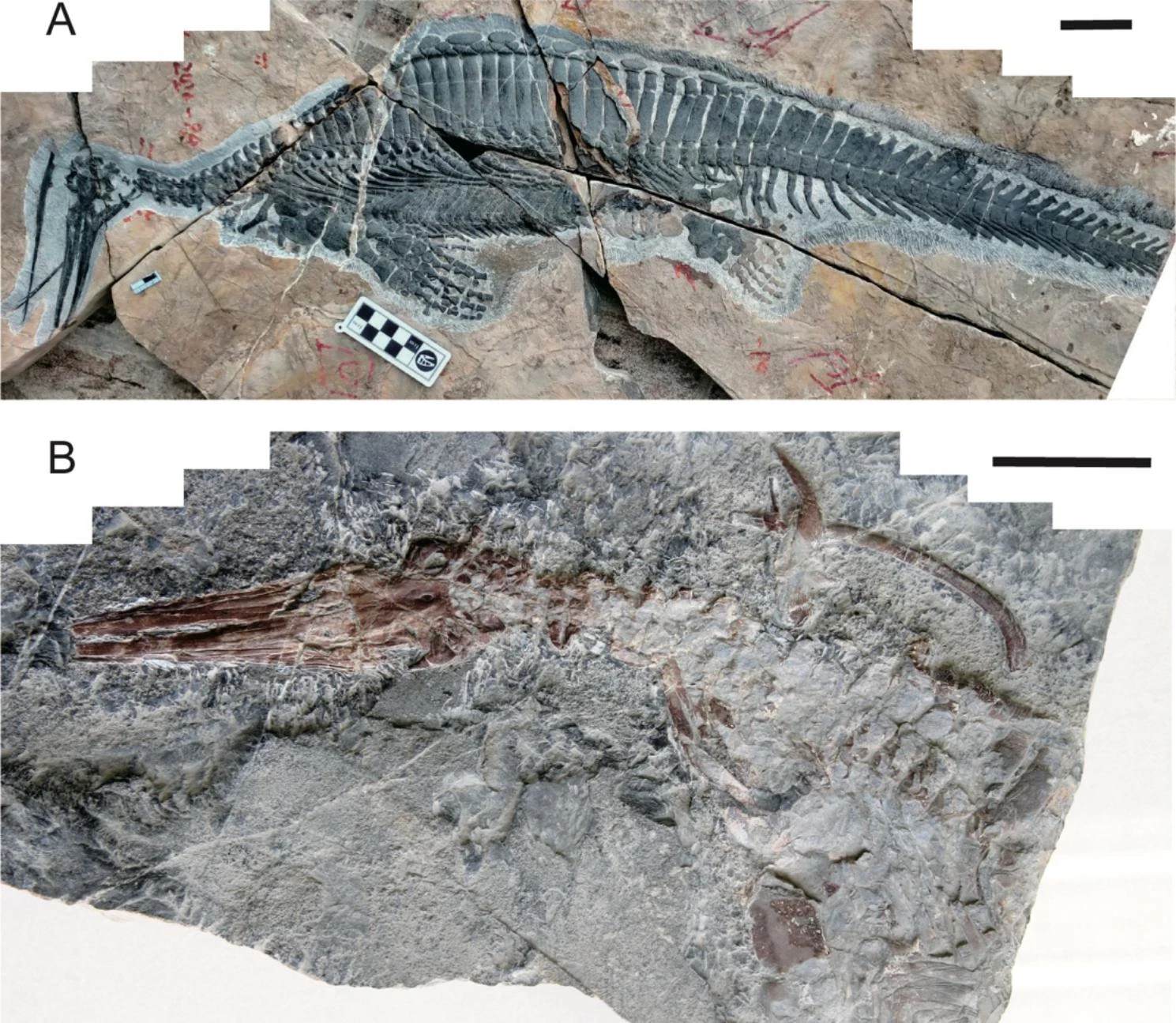 Hupehsuchus de 250 millones de años