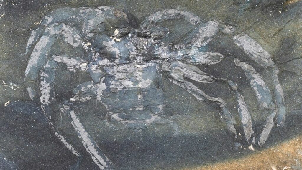 Fossiel van een oude spinnensoort uit Duitsland, geschat op 310 miljoen jaar oud 2