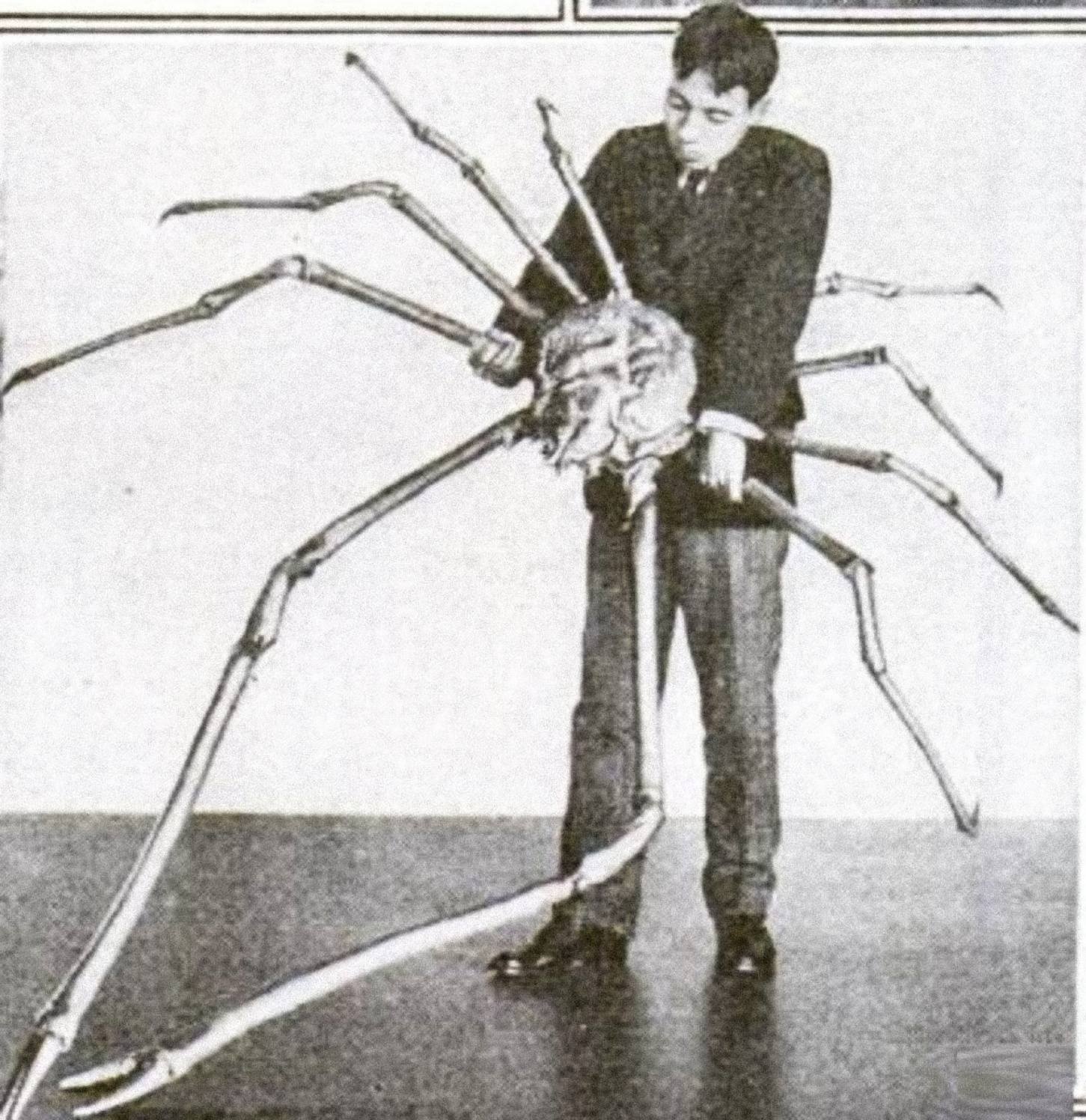 एक जापानी मकड़ी केकड़ा जिसके फैले हुए पैरों की लंबाई 3.7 मीटर (12 फीट) थी।