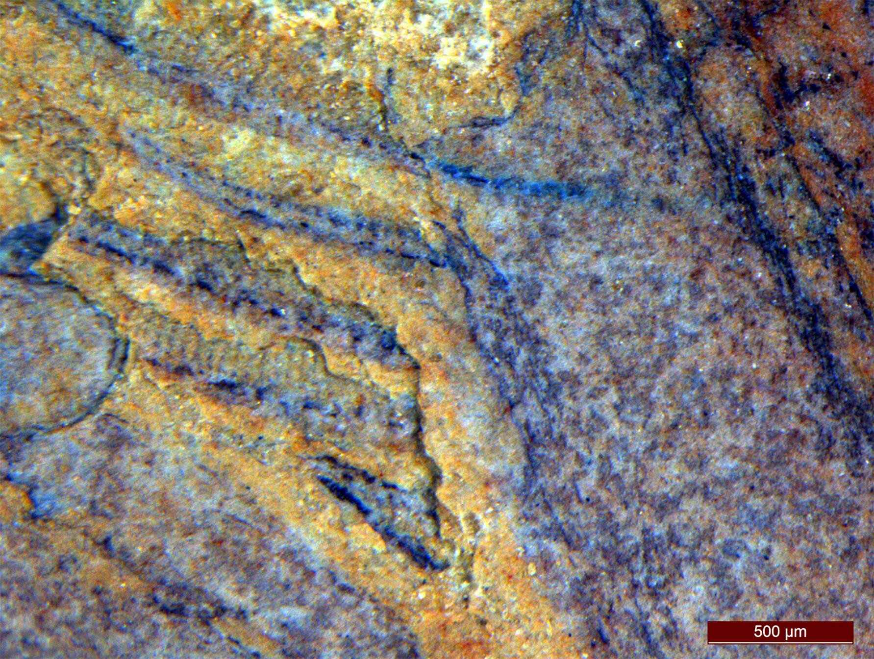 Een close-up van de rijen trilharen op Daihua, die de auteurs hielpen de fossielen op de stamlijn van de kamgelei te plaatsen.