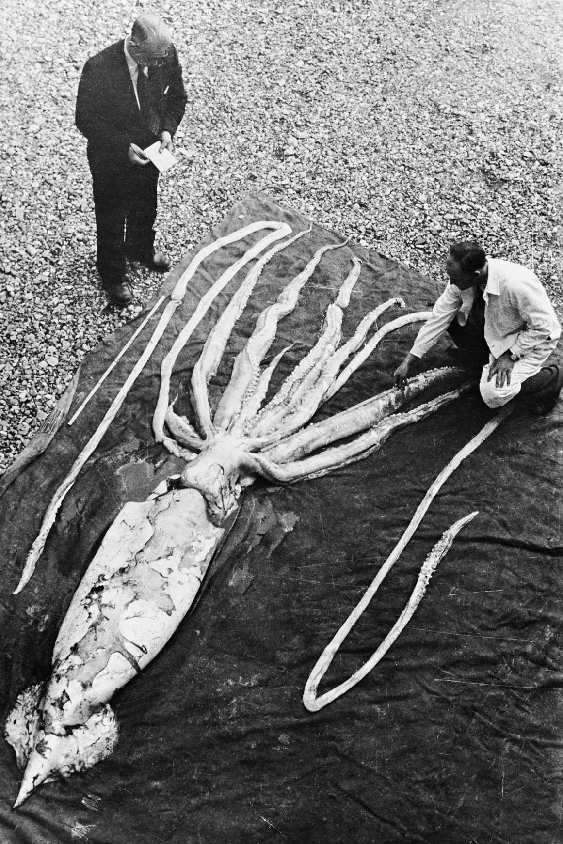 Een reuzeninktvis gevonden in Ranheim in Trondheim op 2 oktober 1954 wordt gemeten door de professoren Erling Sivertsen en Svein Haftorn. Het exemplaar (op een na grootste koppotigen) werd gemeten tot een totale lengte van 9.2 meter. NTNU Museum voor natuurlijke historie en archeologie / Wikimedia Commons