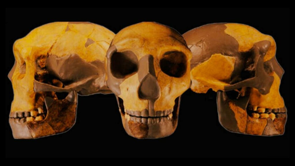 化龍洞標本 HLD 6 的頭骨，現已鑑定為新的古人類物種。