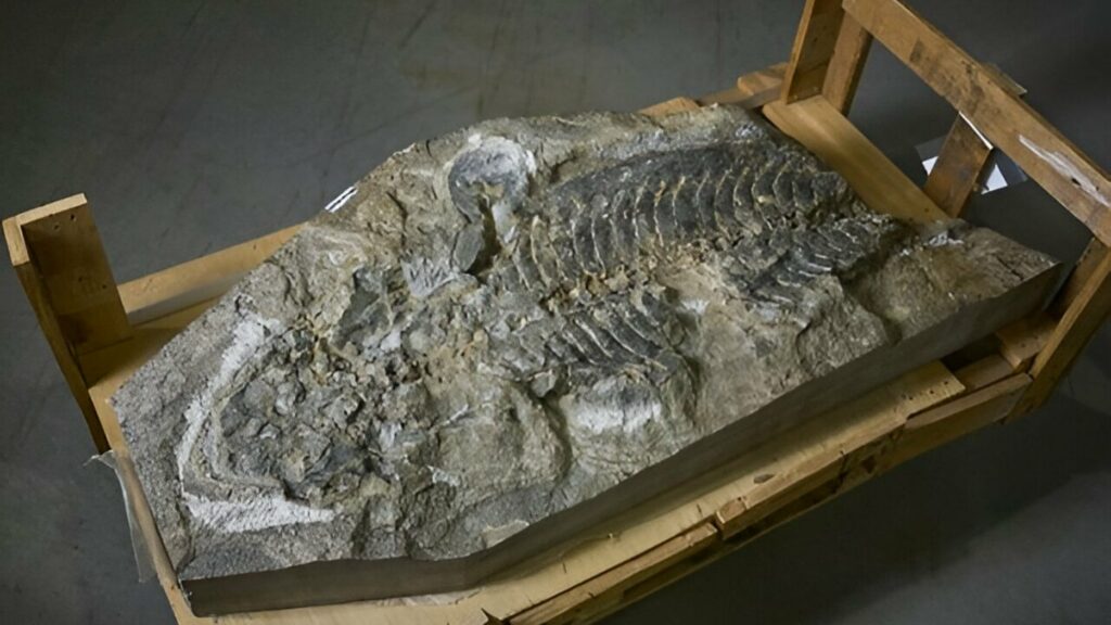 I-fossil eneminyaka eyizigidi ezingama-240 yohlobo olusha lwezilwane eziphila emanzini nasemanzini ezingasekho ezitholakala odongeni olugciniwe 4