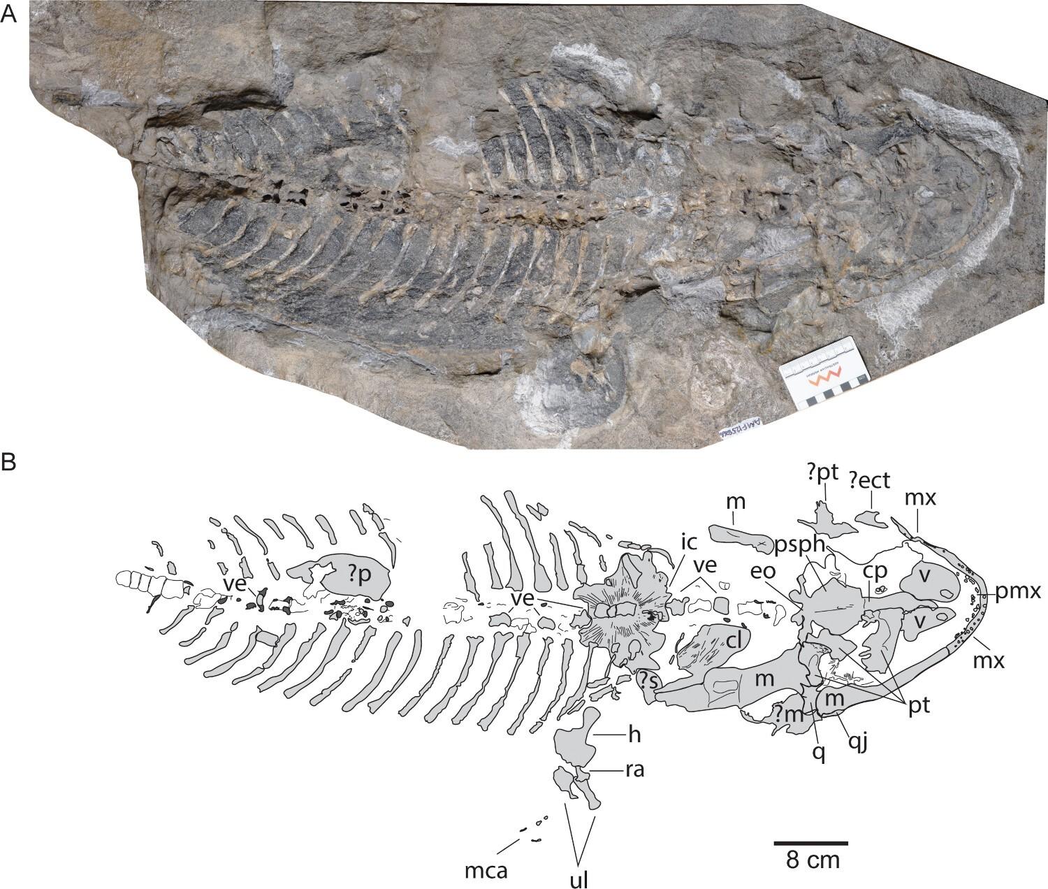 Arenaerpeton supinatus, AM F125866, leddelt skelet. Et, fuldt fossil i ventral udsigt; B, skematisk fortolkning.