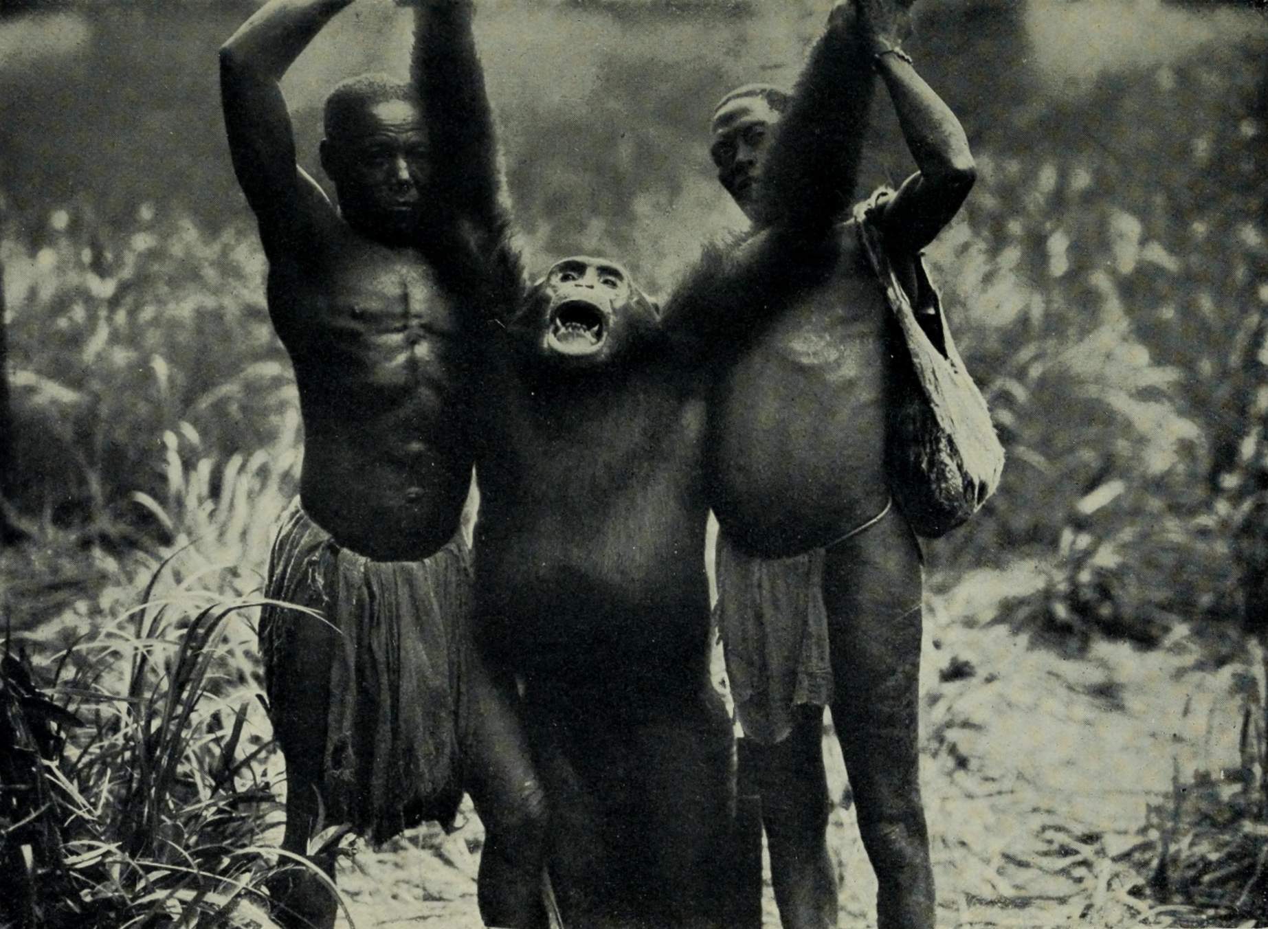 Um chimpanzé gigante, morto pelo explorador alemão ainvon Wiese no Congo durante sua expedição (1910-1911). Wikimedia Commons