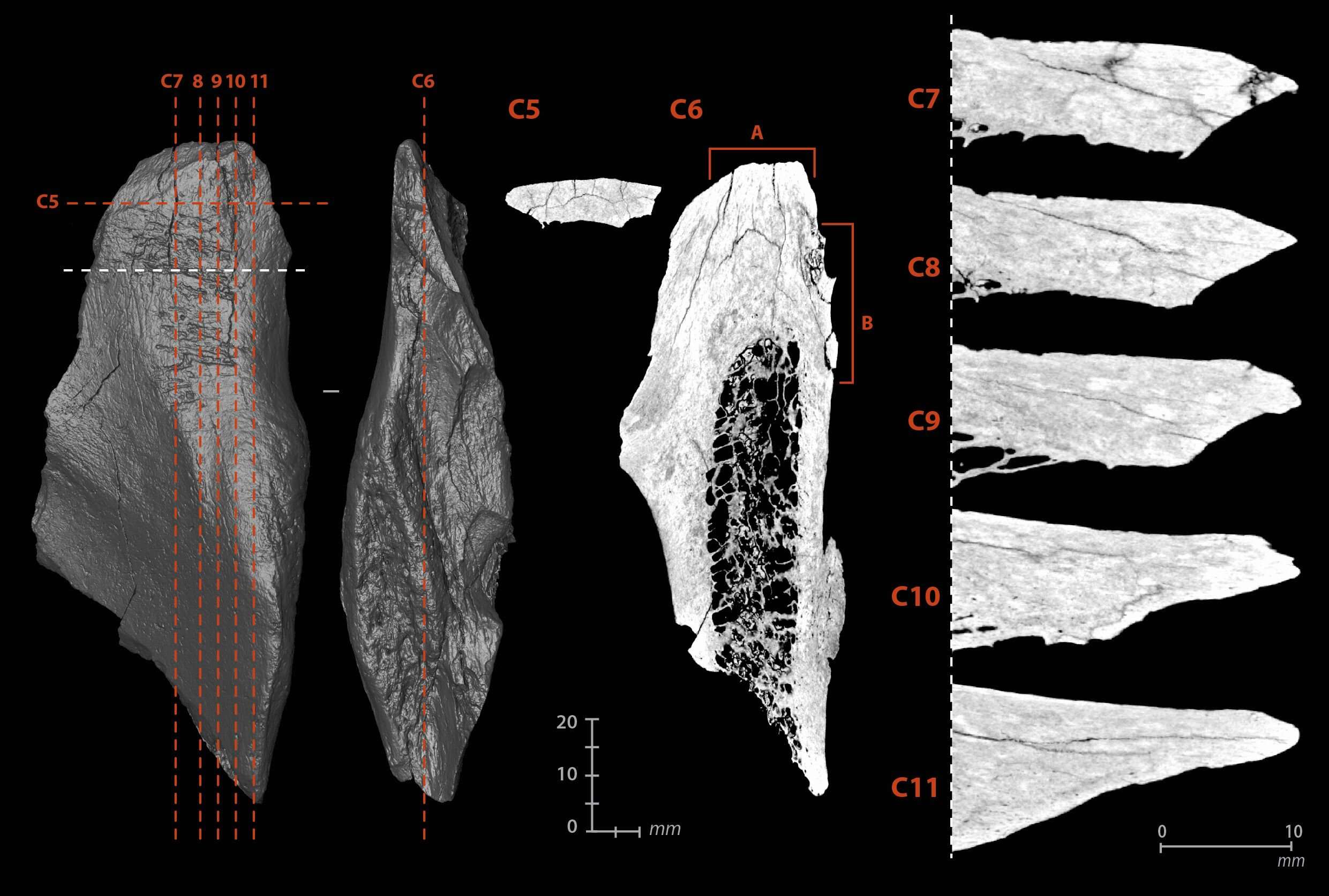 Micro-tomographic views of the internal damage of the multi-functional tool.