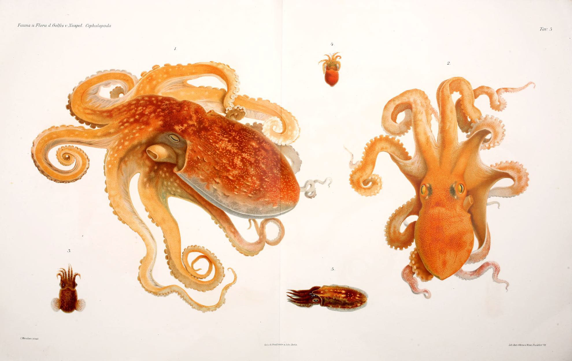 Zijn octopussen ‘aliens’ uit de ruimte? Wat is de oorsprong van dit raadselachtige wezen? 2
