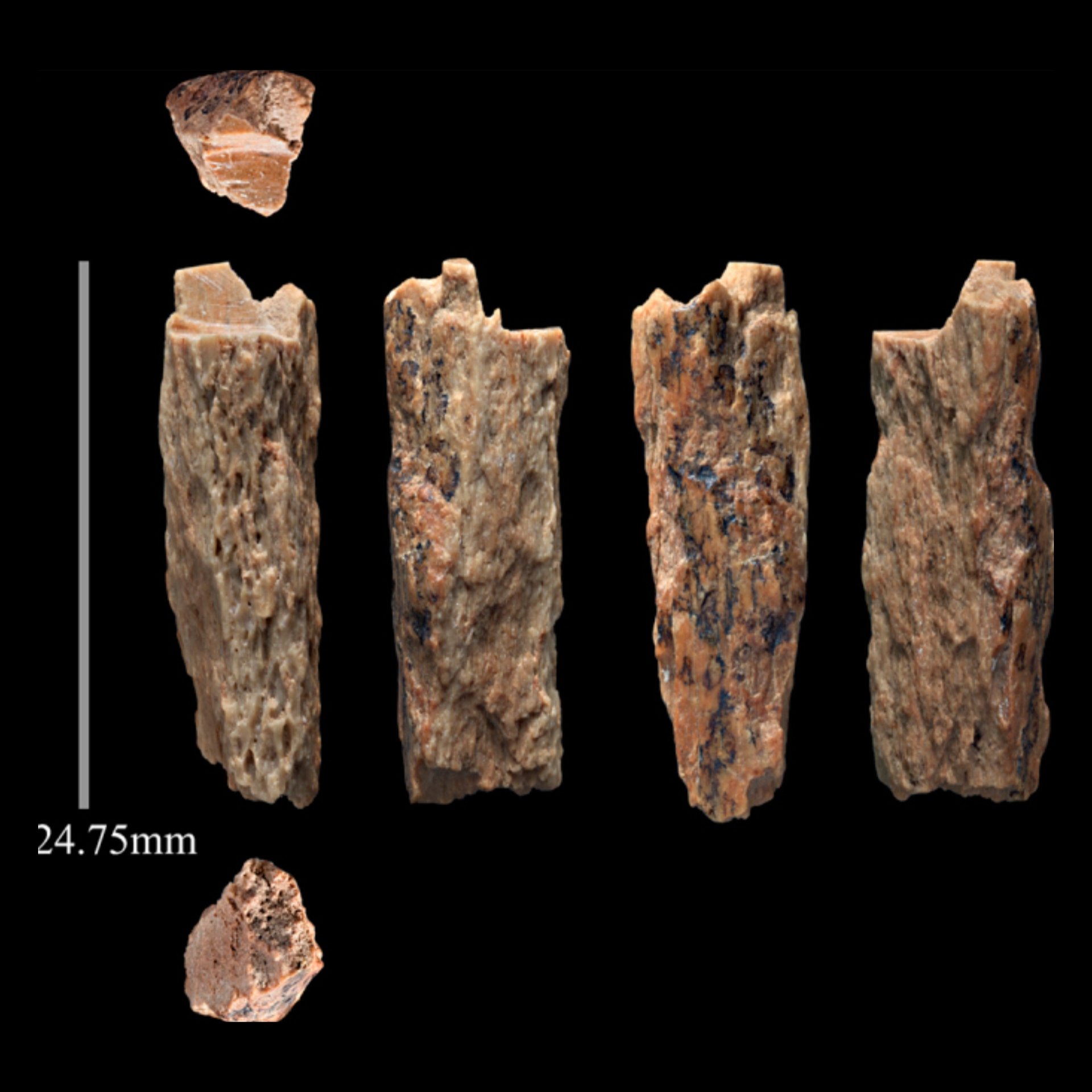 Denny, záhadné dítě z doby před 90,000 1 lety, jehož rodiče byli dva různé lidské druhy XNUMX