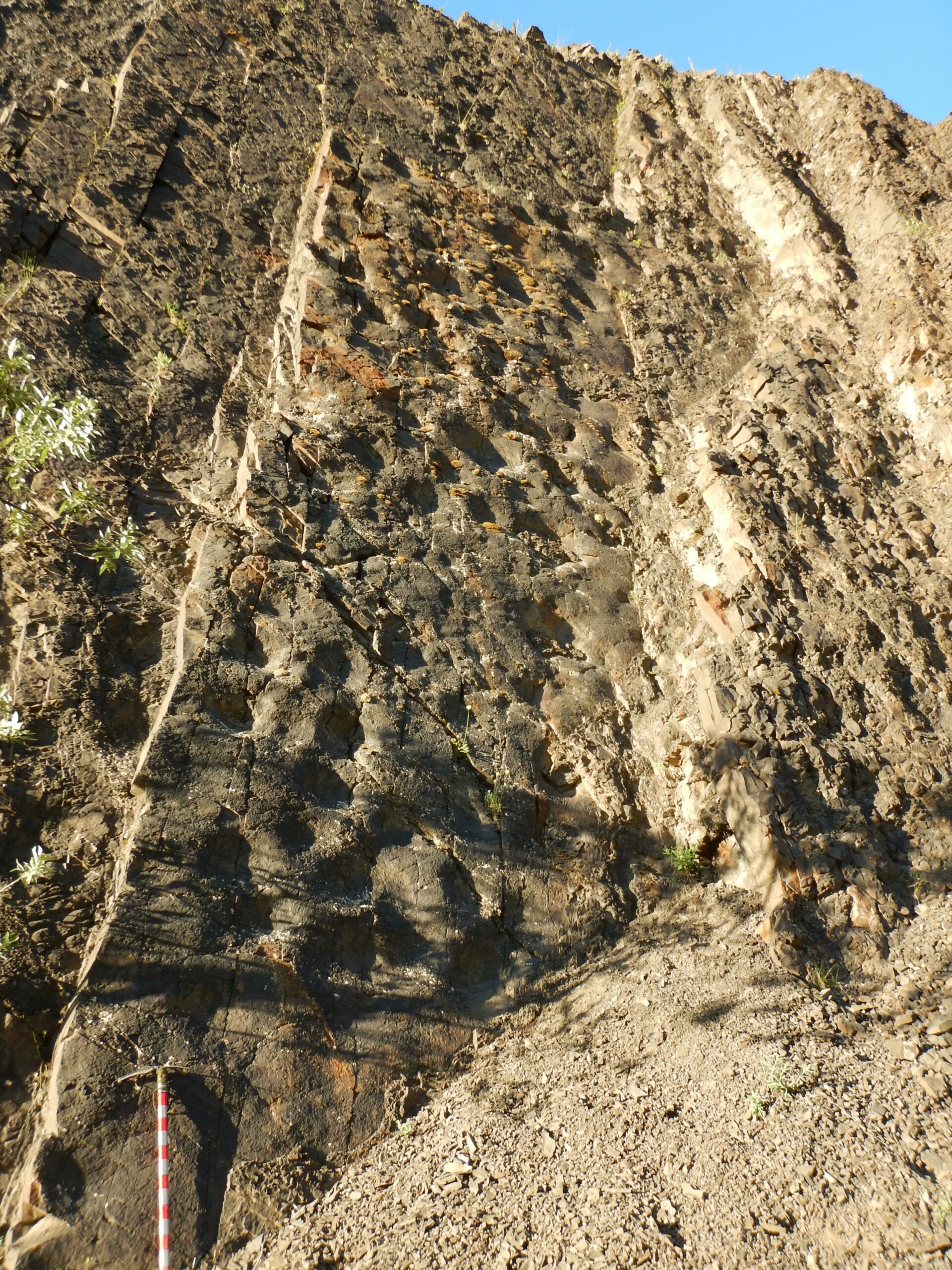 Nærbillede på den ene væg viser adskillige fordybninger af hadrosaur-fodspor. Isøksen nederst til venstre i rammen er cirka 3 fod lang, for skala.