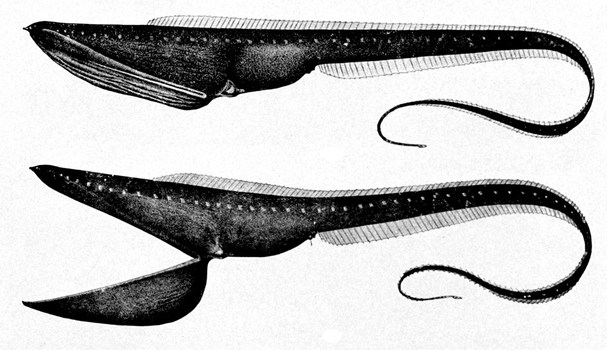 Bilim adamları, okyanusun Gece Yarısı Bölgesi 1'de gizlenen ultra siyah yılan balıklarının olağandışı derisinin ardındaki nedeni ortaya çıkarıyor