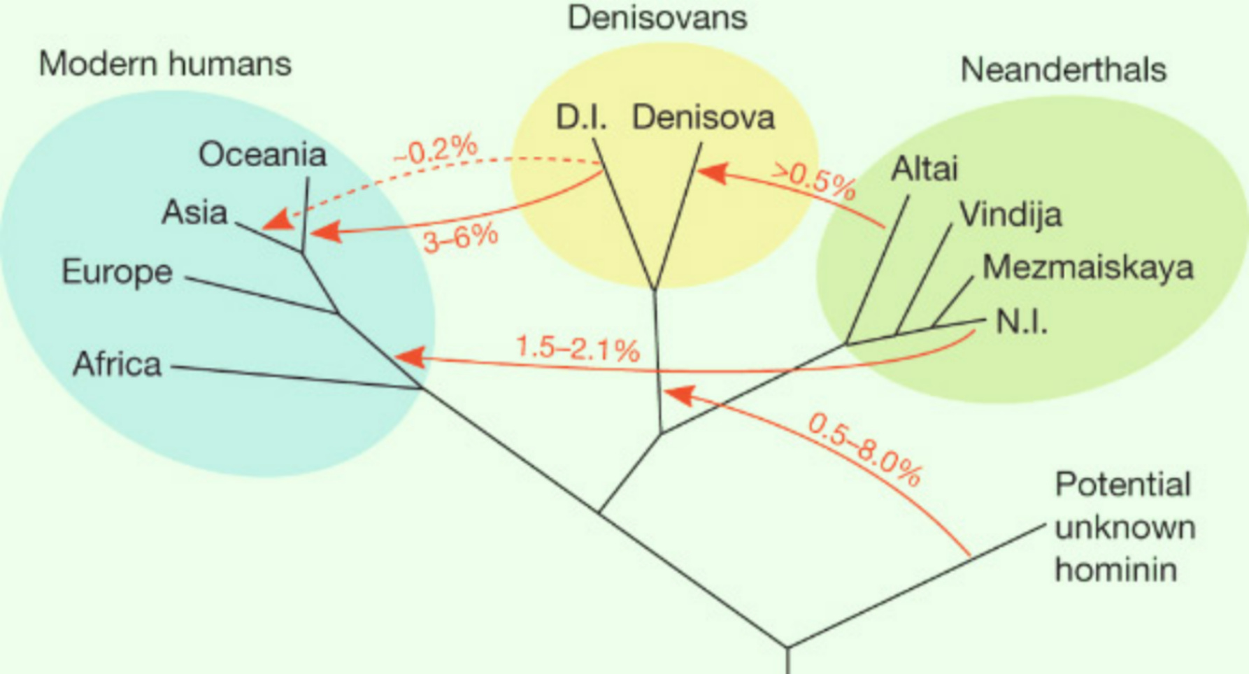Albero genealogico dei primi umani che potrebbero aver vissuto in Eurasia più di 50,000 anni fa.