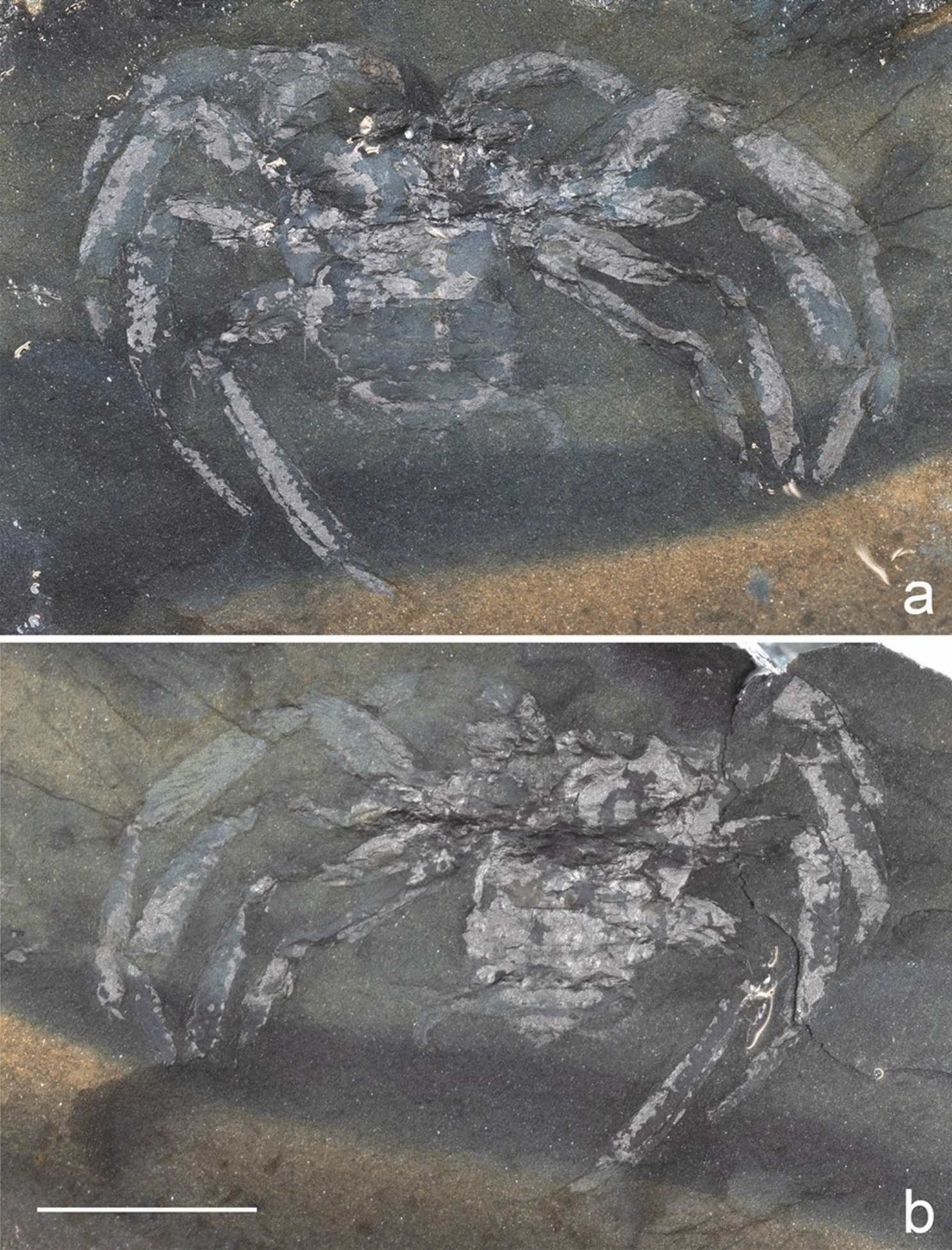 Arthrolycosa wolterbeeki sp. nov., den ældste fossile edderkop (Arachnida: Araneae) fra Tyskland, fra det sene karbon af Piesberg nær Osnabruck, Niedersachsen.