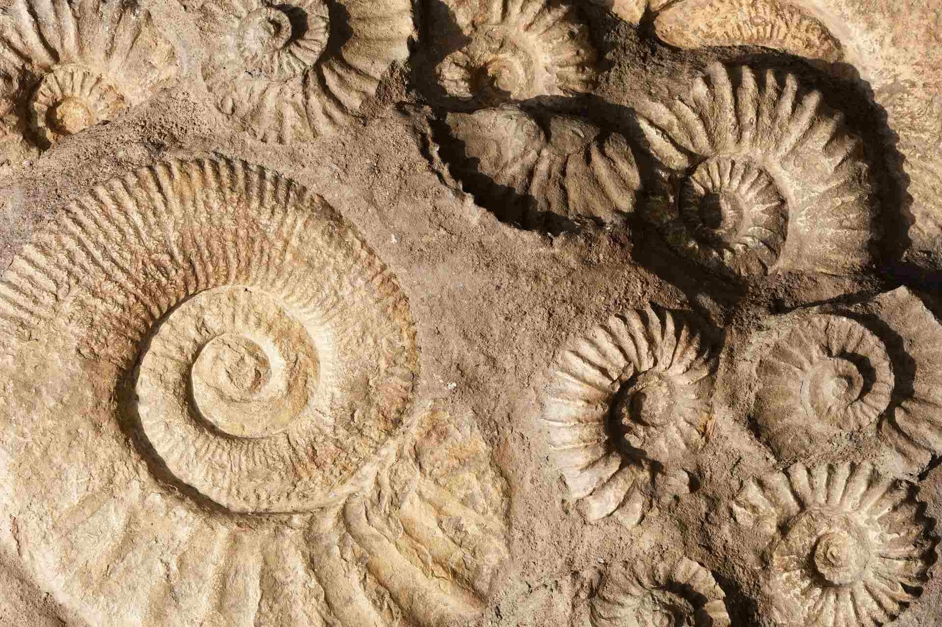 Oklend tullantı su borusu qazıntısı heyrətamiz “fosil xəzinəsini” aşkar edir 1
