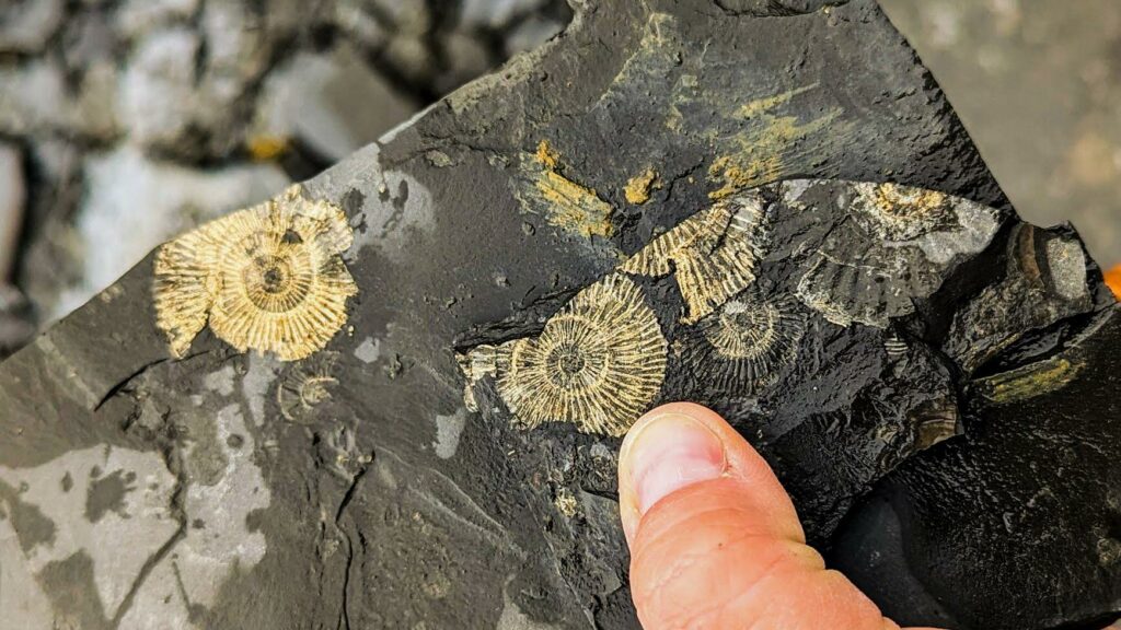 What secret lies behind these exceptionally preserved fossils with a “golden” shine? 1