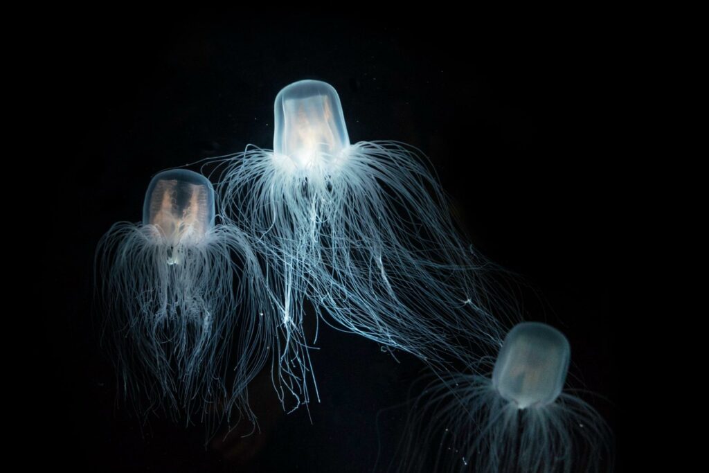 La medusa immortale può tornare indefinitamente alla sua giovinezza 7