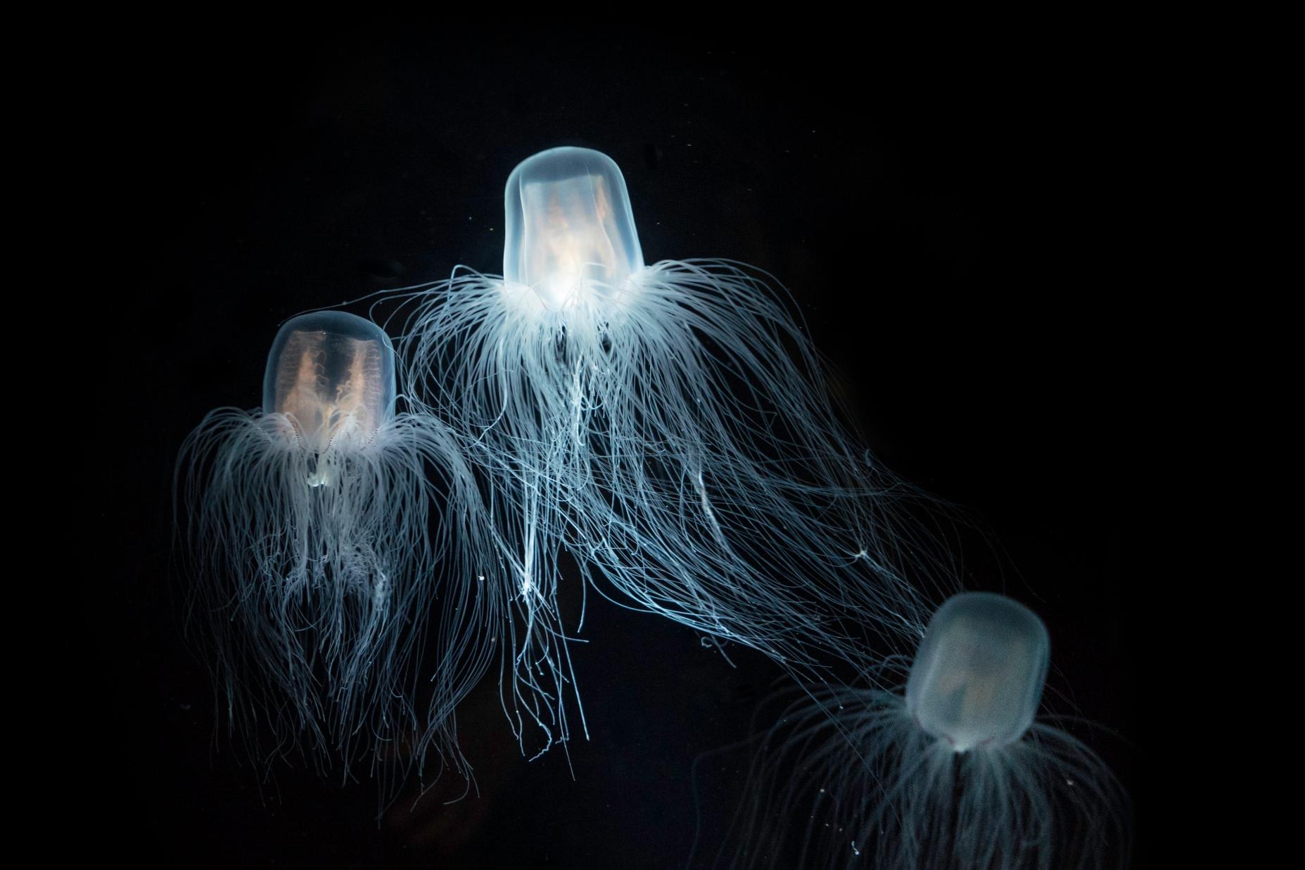 Turritopsis dohrnii Nesmrtelná medúza