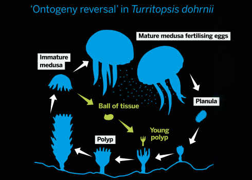 Turritopsis dohrnii 불멸의 해파리