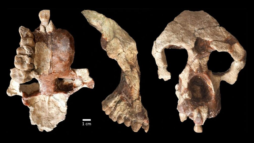 Древнейшие предки человека, возможно, появились девять миллионов лет назад в Турции 1