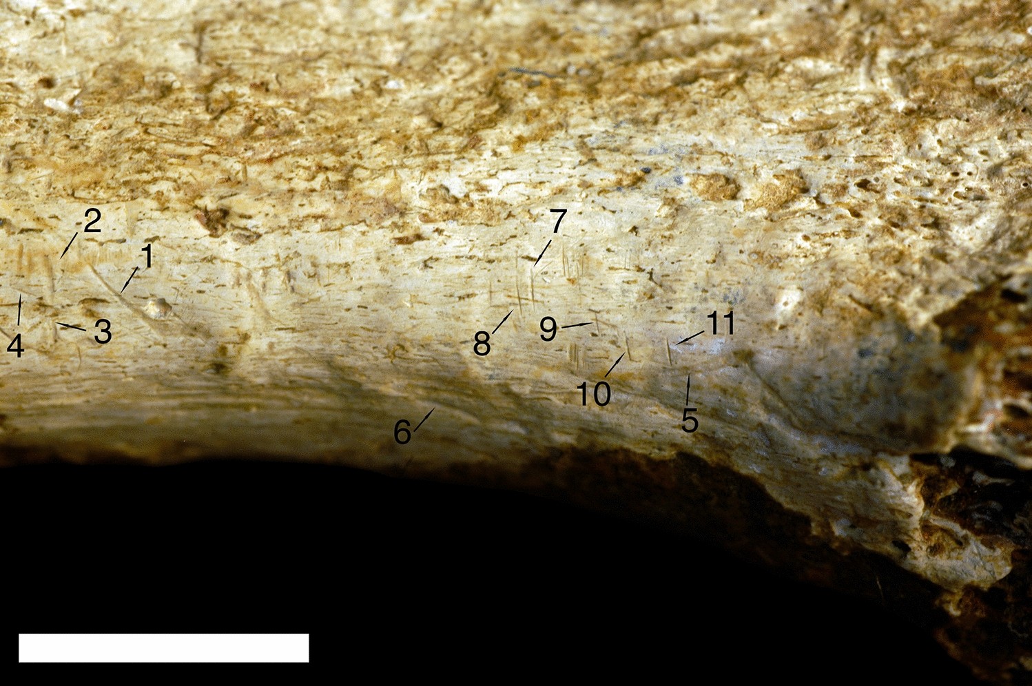 Nine marks identified as cut marks (mark numbers 1–4 and 7–11) and two identified as tooth marks (mark numbers 5 and 6) based on comparison with 898 known bone surface modifications using a quadratic discriminant analysis of the micromorphological measurements collected in the study. Scale = 1 cm.