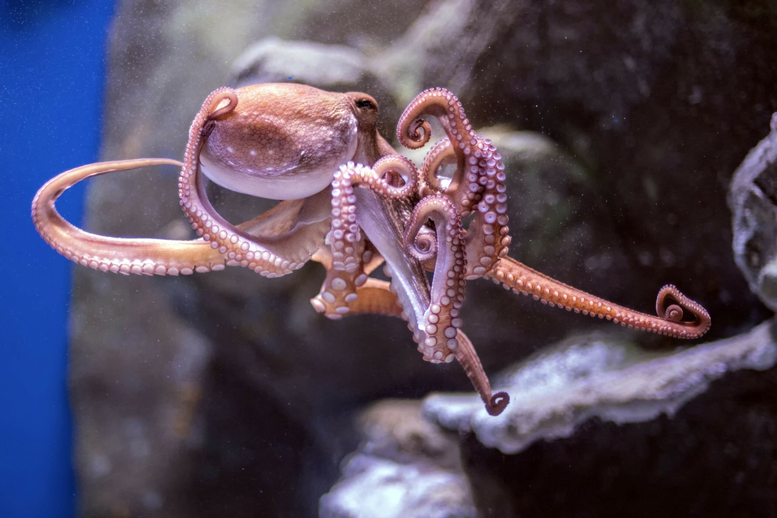 Jsou chobotnice „mimozemšťané“ z vesmíru? Jaký je původ tohoto záhadného tvora? 1