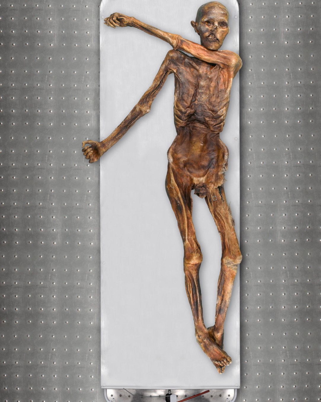Depuis 2012, date à laquelle le génome d'Ötzi a été séquencé pour la première fois, les technologies de séquençage de l'ADN ont énormément progressé. Cette nouvelle étude révèle que par rapport à d'autres Européens contemporains, le génome d'Ötzi avait une proportion inhabituellement élevée de gènes en commun avec ceux des premiers agriculteurs d'Anatolie, que sa peau était plus foncée qu'on ne le pensait auparavant et qu'il était probablement chauve ou avait peu de cheveux sur sa tête quand il est mort.